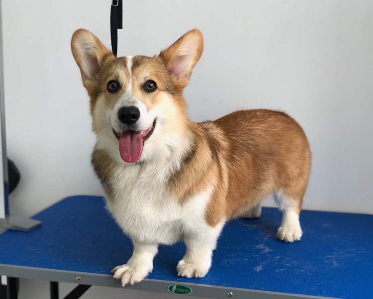 Американская Акита полосатая