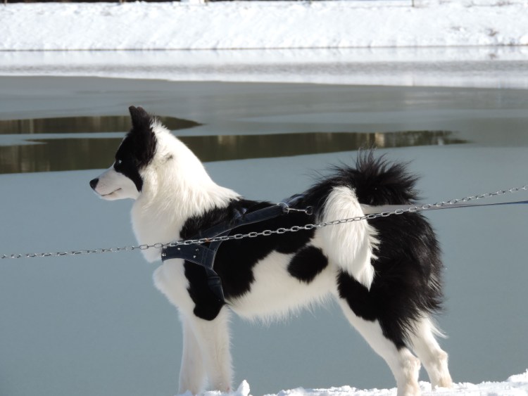 Лайки гончие