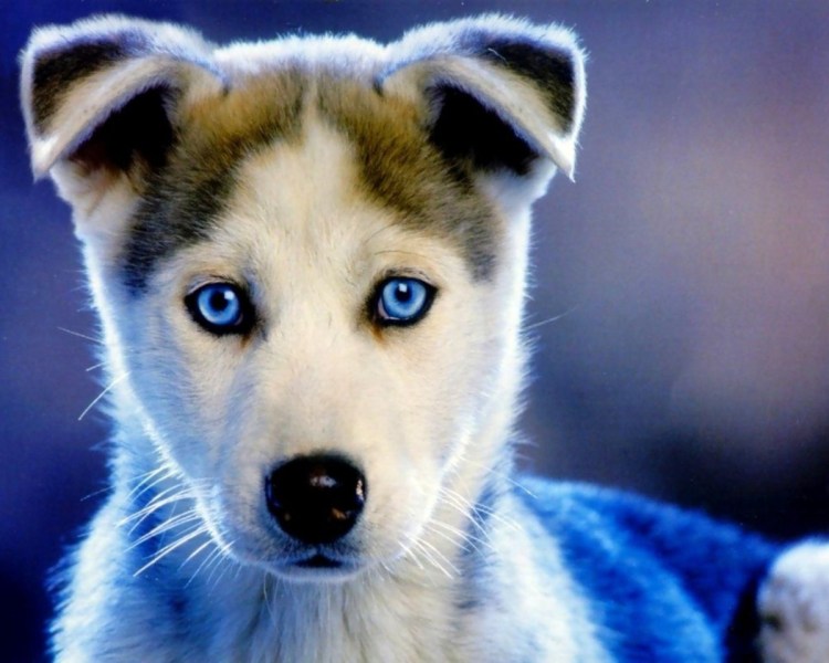 Помесь лайки и овчарки