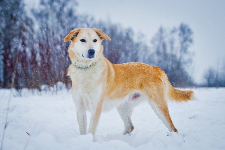 Голубоглазые животные