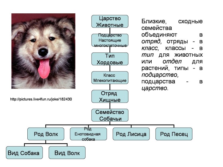 Собака корги аниме