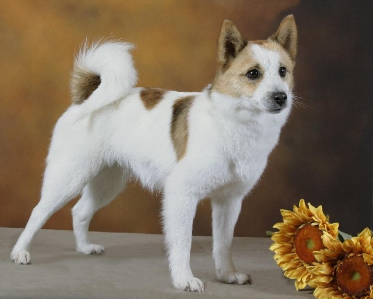 Норвежская лайка элкхаунд