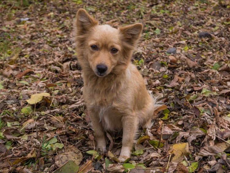 Собака улыбака хаски
