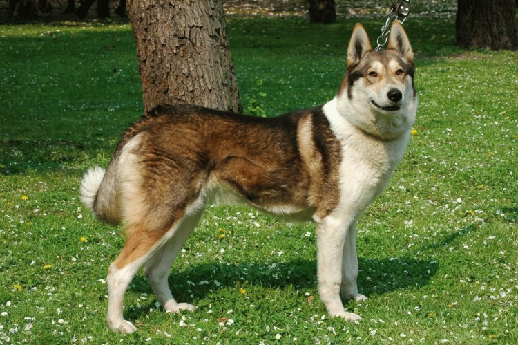 Западно Сибирская лайка