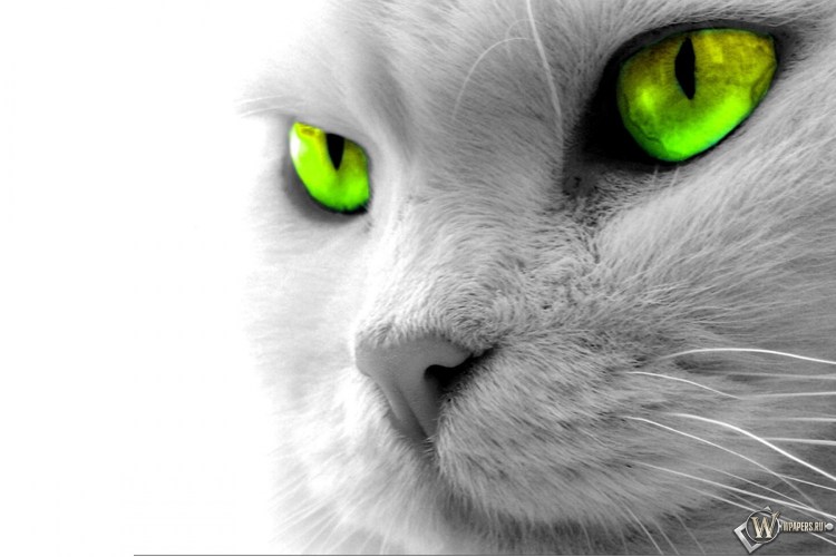 Кошка с голубыми глазами