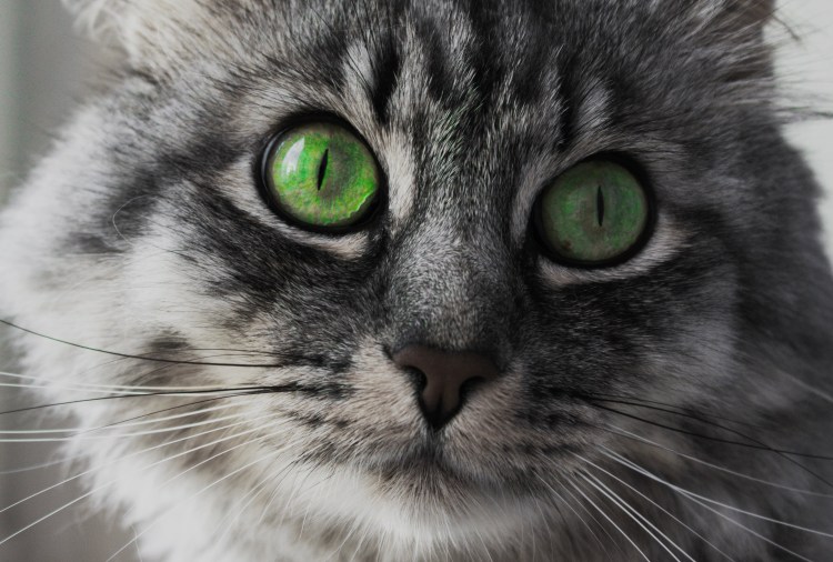 Коты с бирюзовыми глазами