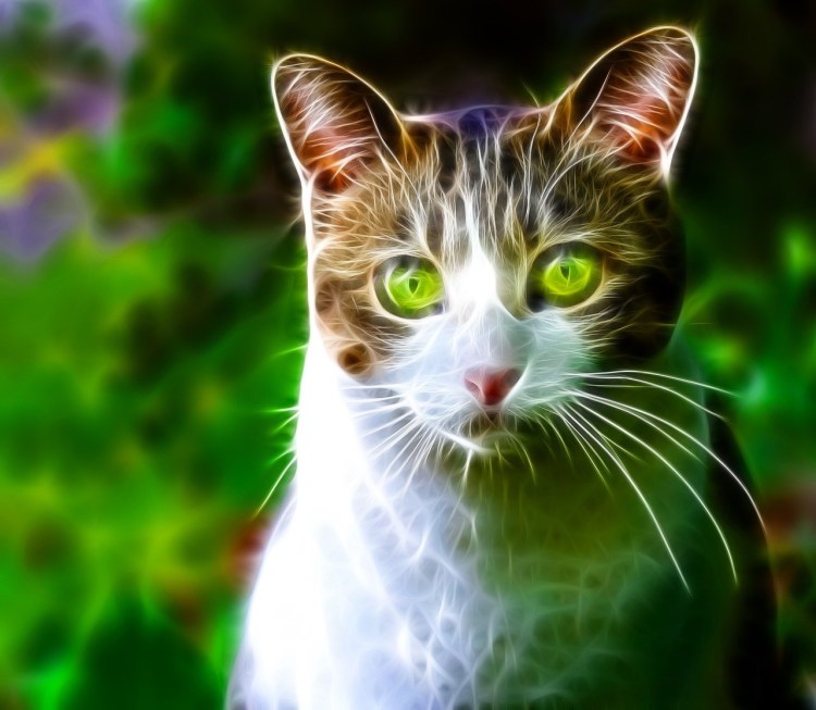 Женщина с кошачьими глазами