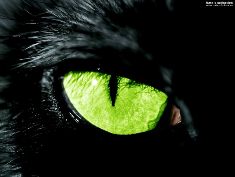 Кот с зелёными глазами в темноте