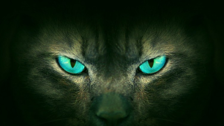 Глаза в темноте