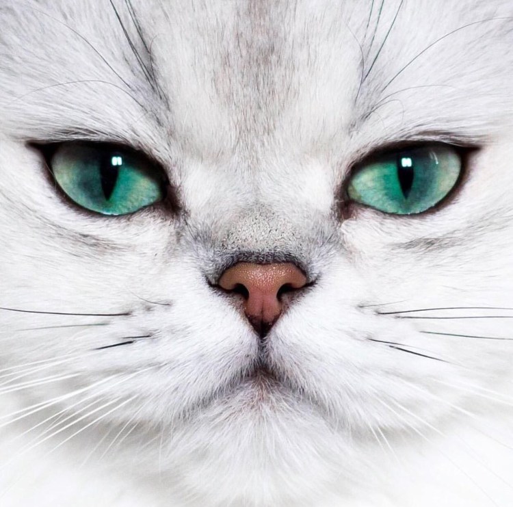 Кошка с красивыми глазами