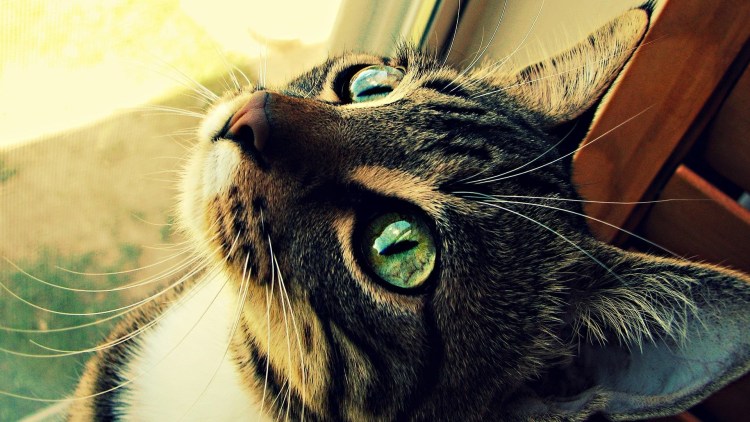 Чёрный кот с зелёными глазами