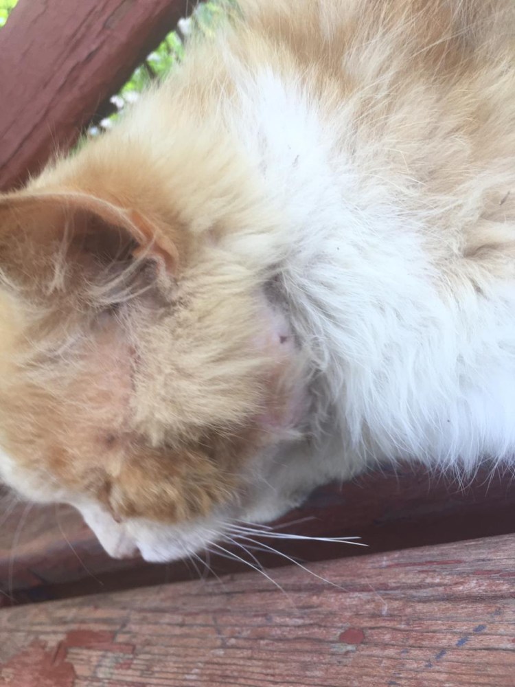 Кот расчесал шею до крови