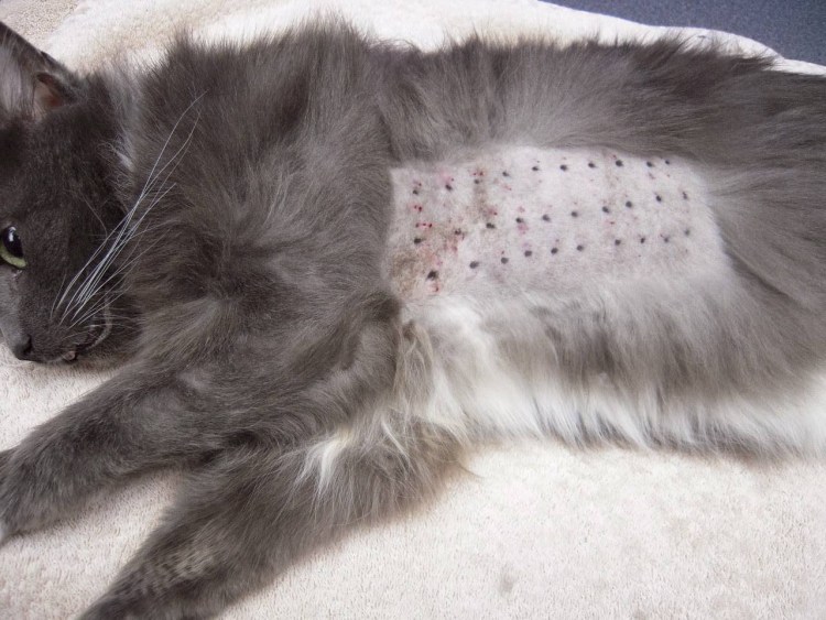 Эозинофильная гранулема у кошек