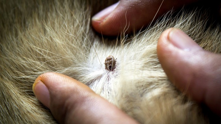 Новообразования у кошек