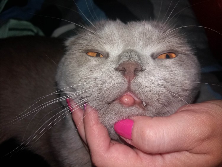 Всклокоченная шерсть у кошки