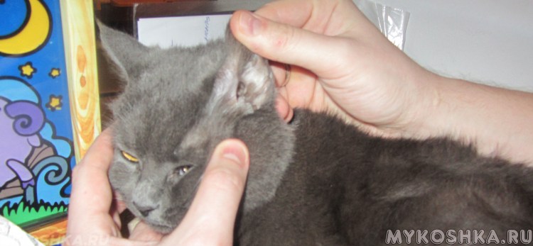 Кот застрял языком в шерсти