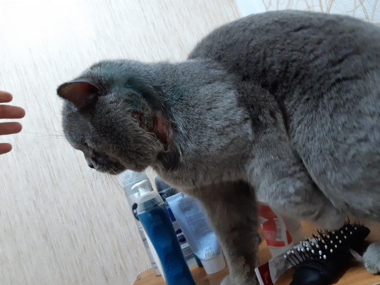 Саркоптоз демодекоз нотоэдроз