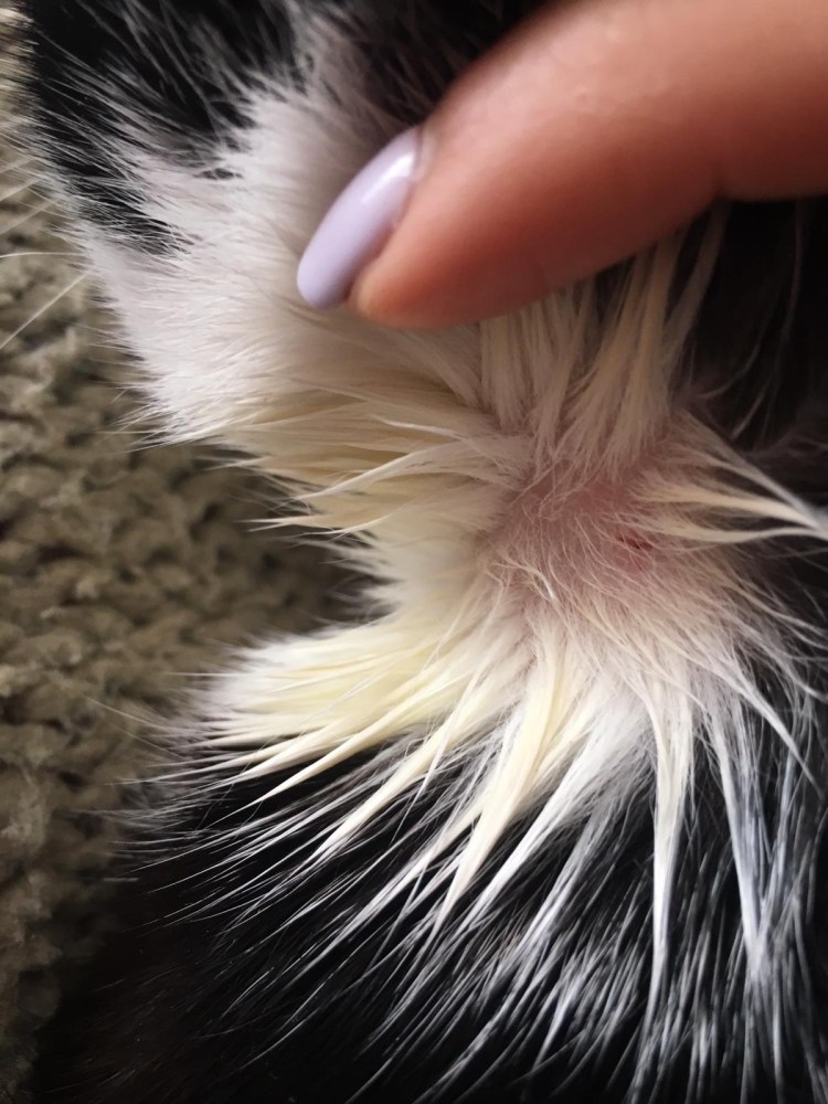 Отодектоз (ушная чесотка)