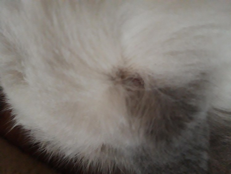 Холка у кошки