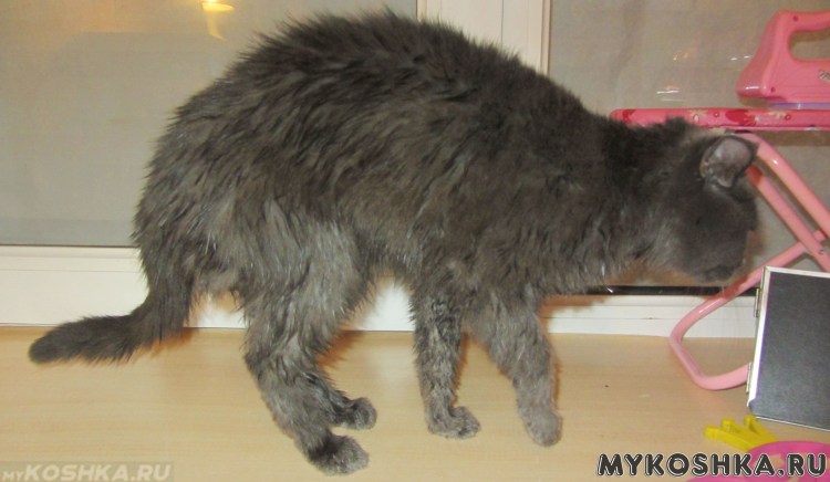 Подкожный клещ у йоркширского терьера