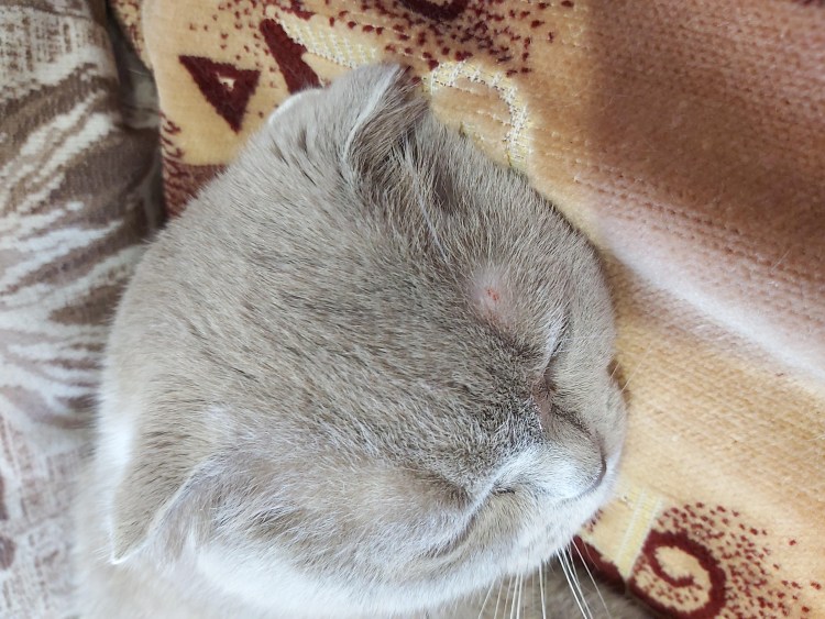 Лишай у кошки около хвоста