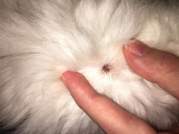 Эозинофильная гранулема у кошек