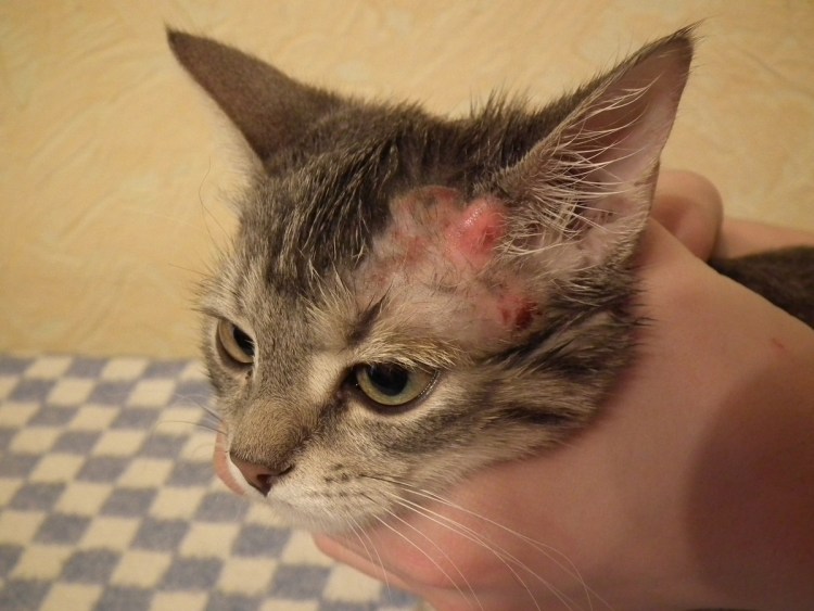 Саркоптоз нотоэдроз у кошек