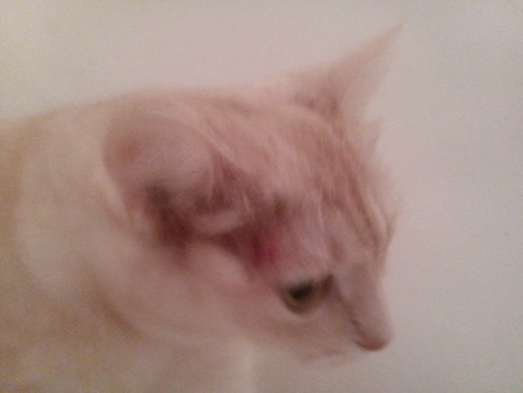 Кот расчесал шею до крови