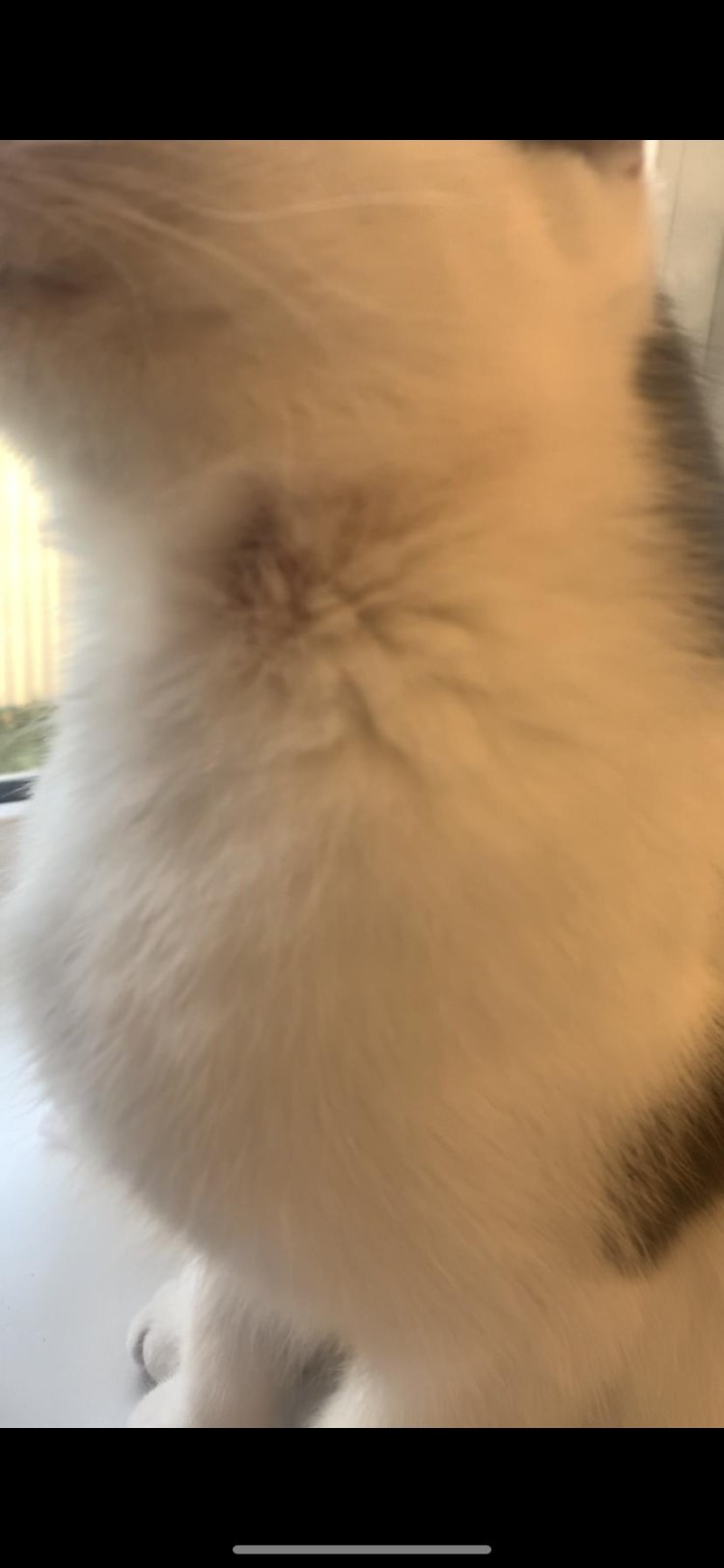 Саркоптоз демодекоз нотоэдроз