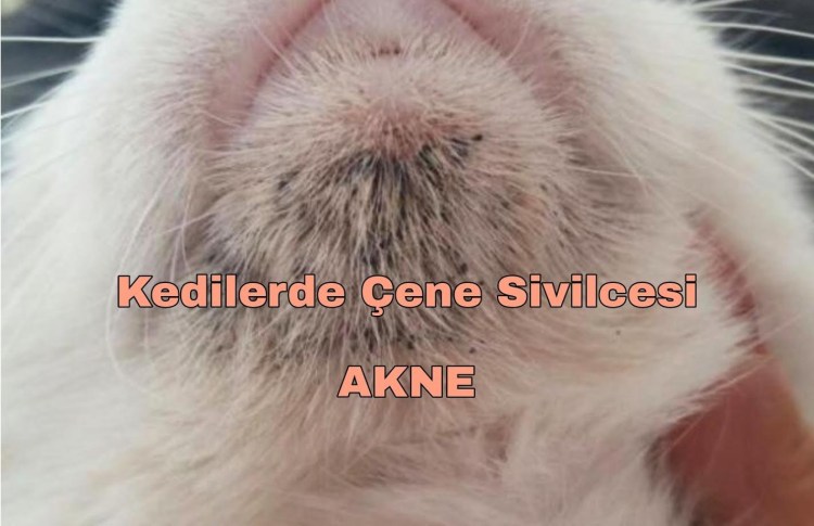 Саркоптоз демодекоз нотоэдроз