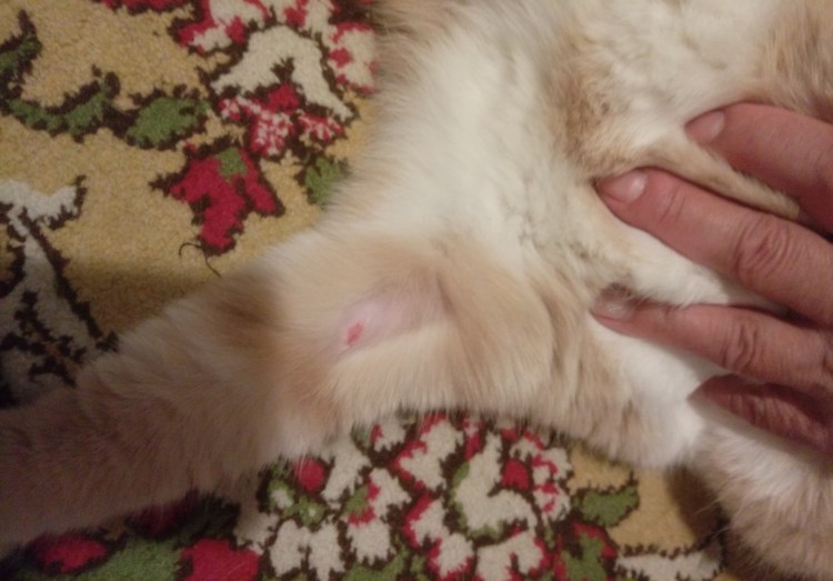 Котик болеет