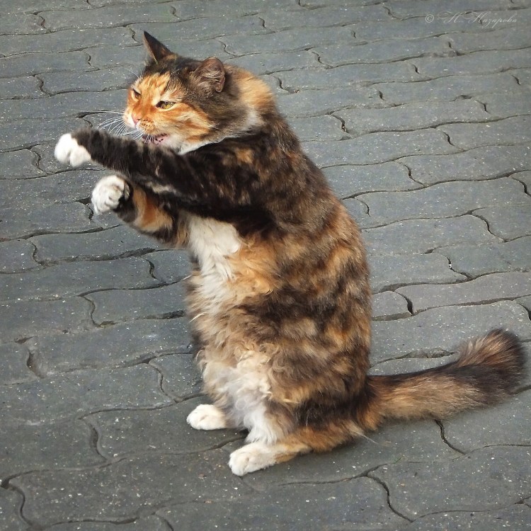 Кошачий кулак