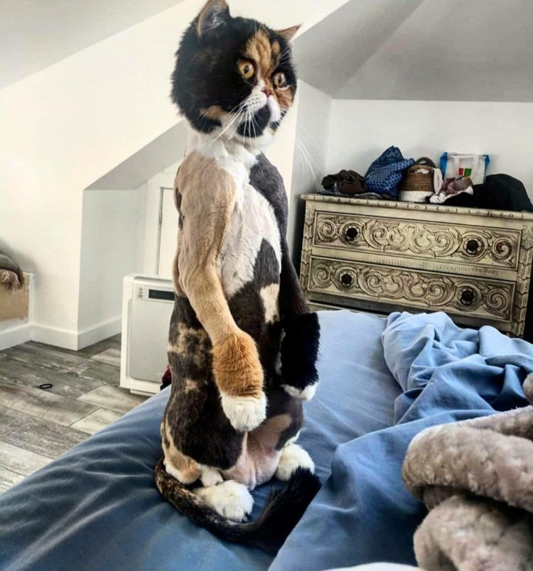 Драная кошка