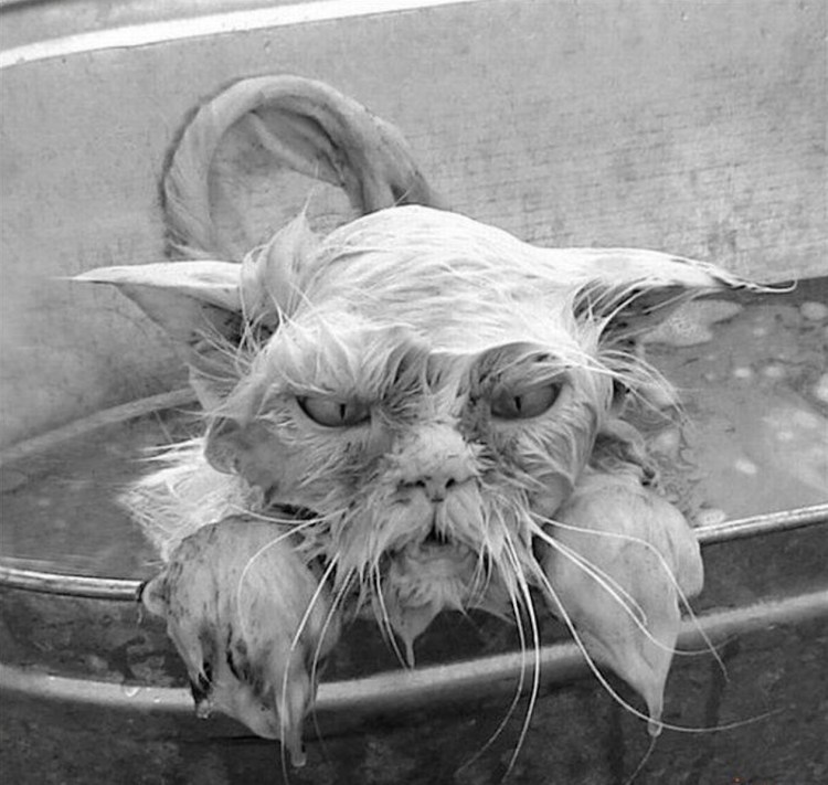 Мокрые коты