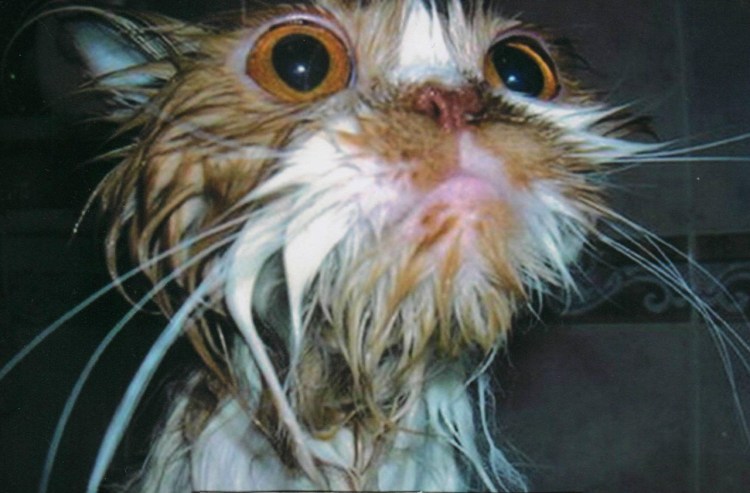 Мокрый облезлый кот