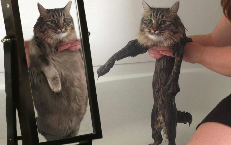 Мокрый толстый кот