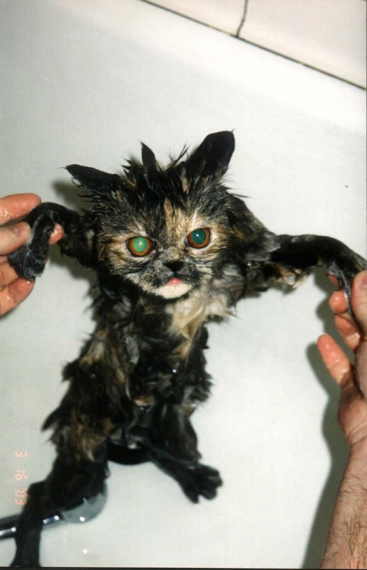 Драная кошка