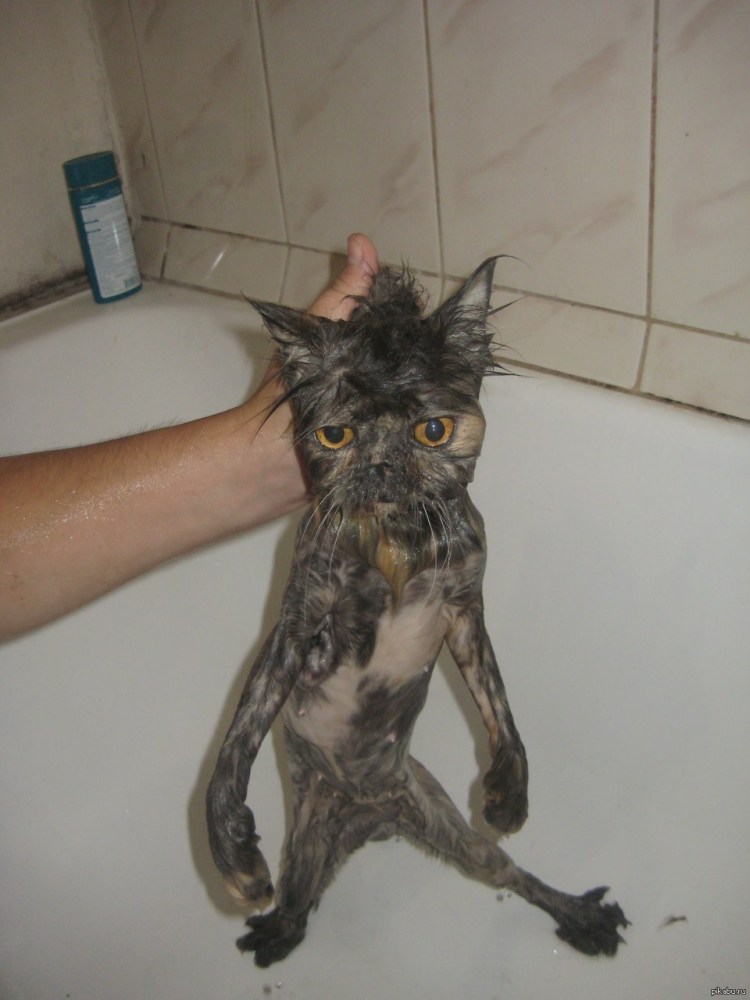 Мокрая кошка
