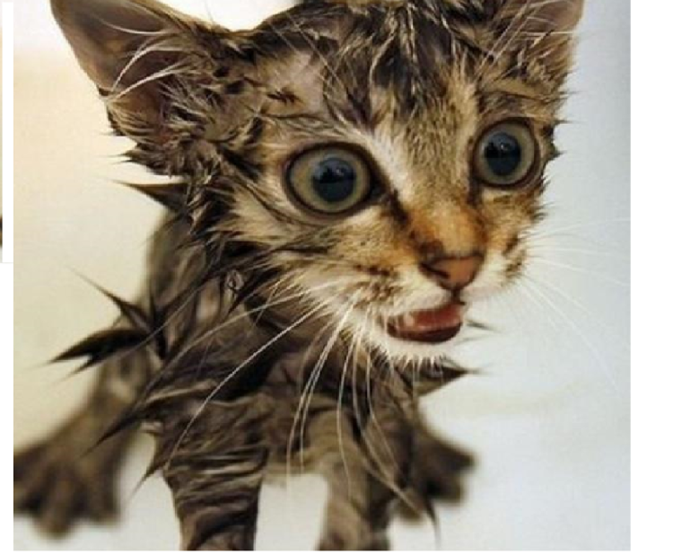 Облезлый кот