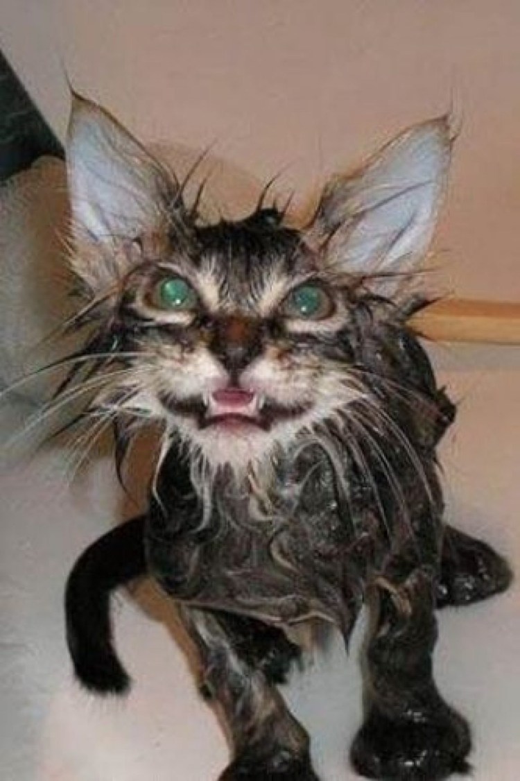 Облезлый котенок