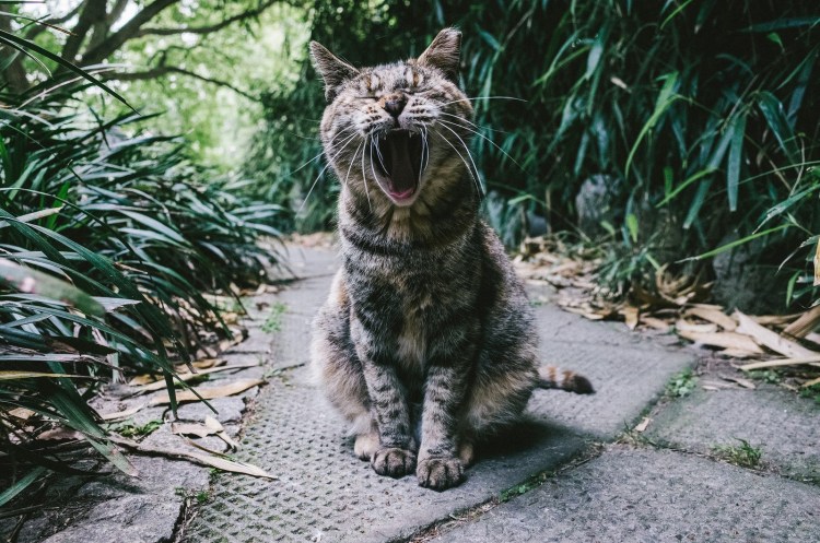 Драный уличный кот