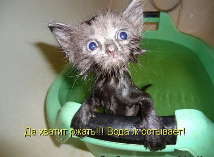 Смешилки про кошек