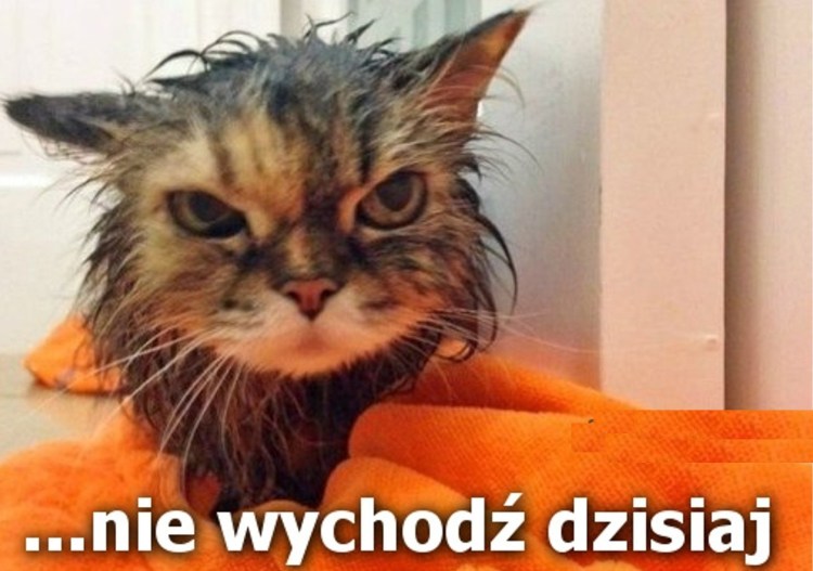 Драные коты