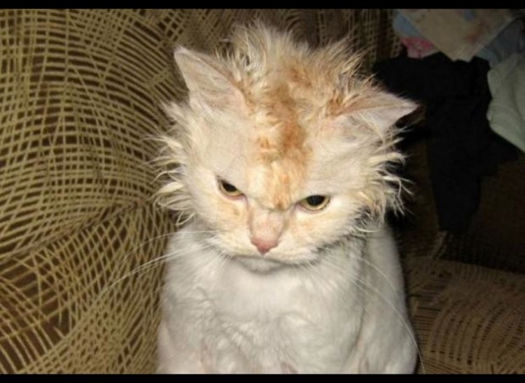 Взлохмаченный кот