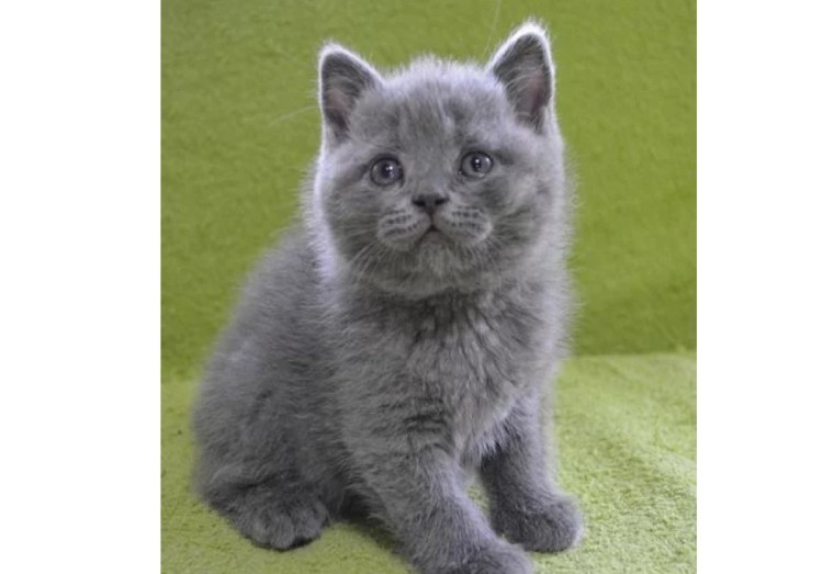 Полубританец полушотландец