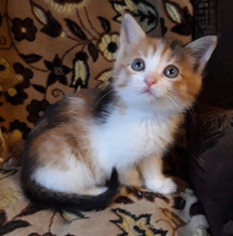 Продажа котят