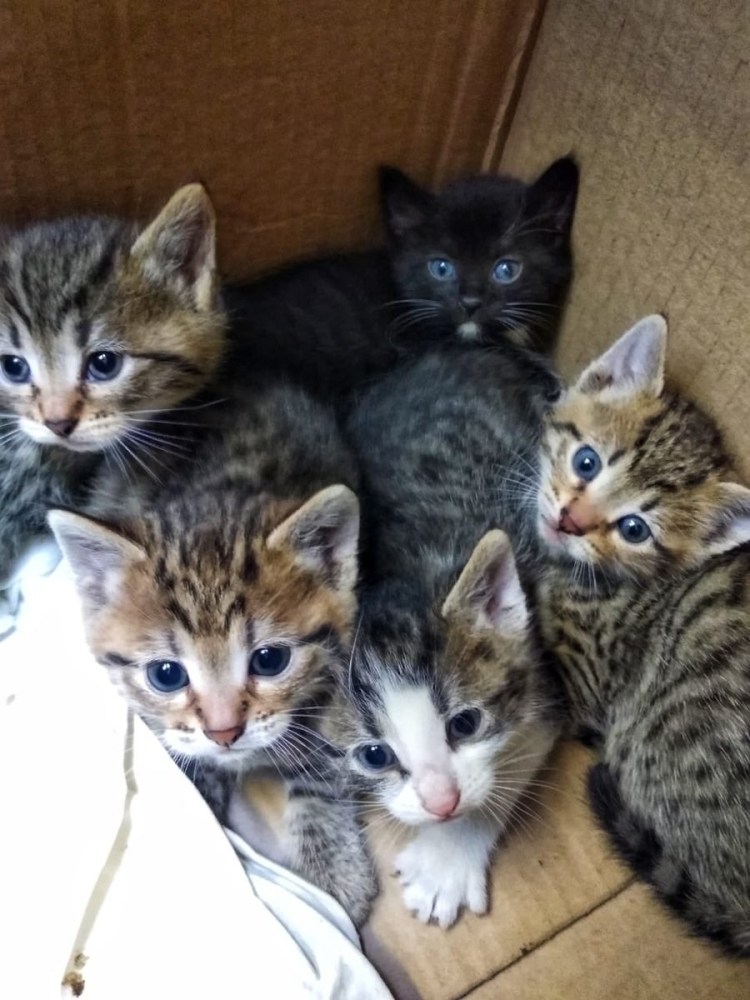 Полубританская кошка фото