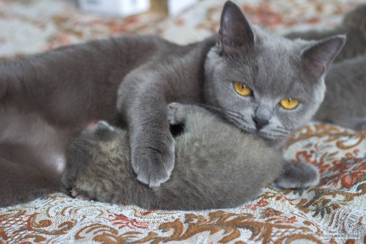 Полубританские котята осо