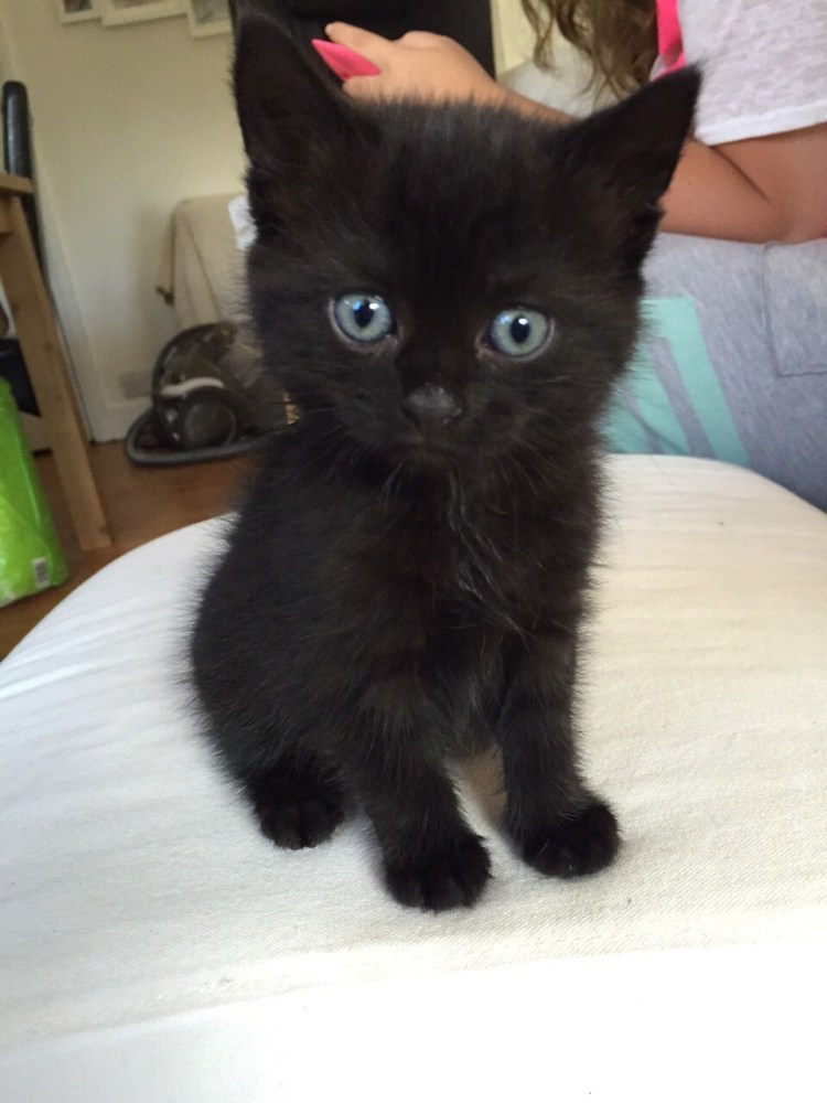 Британский котенок 1.5 месяца