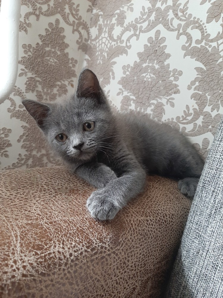 Милые британские котята короткошерстные